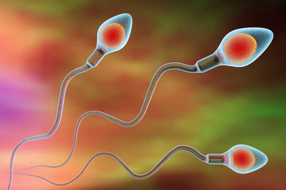 Spermidin Detected sperm substance protects against potentially fatal heart...
